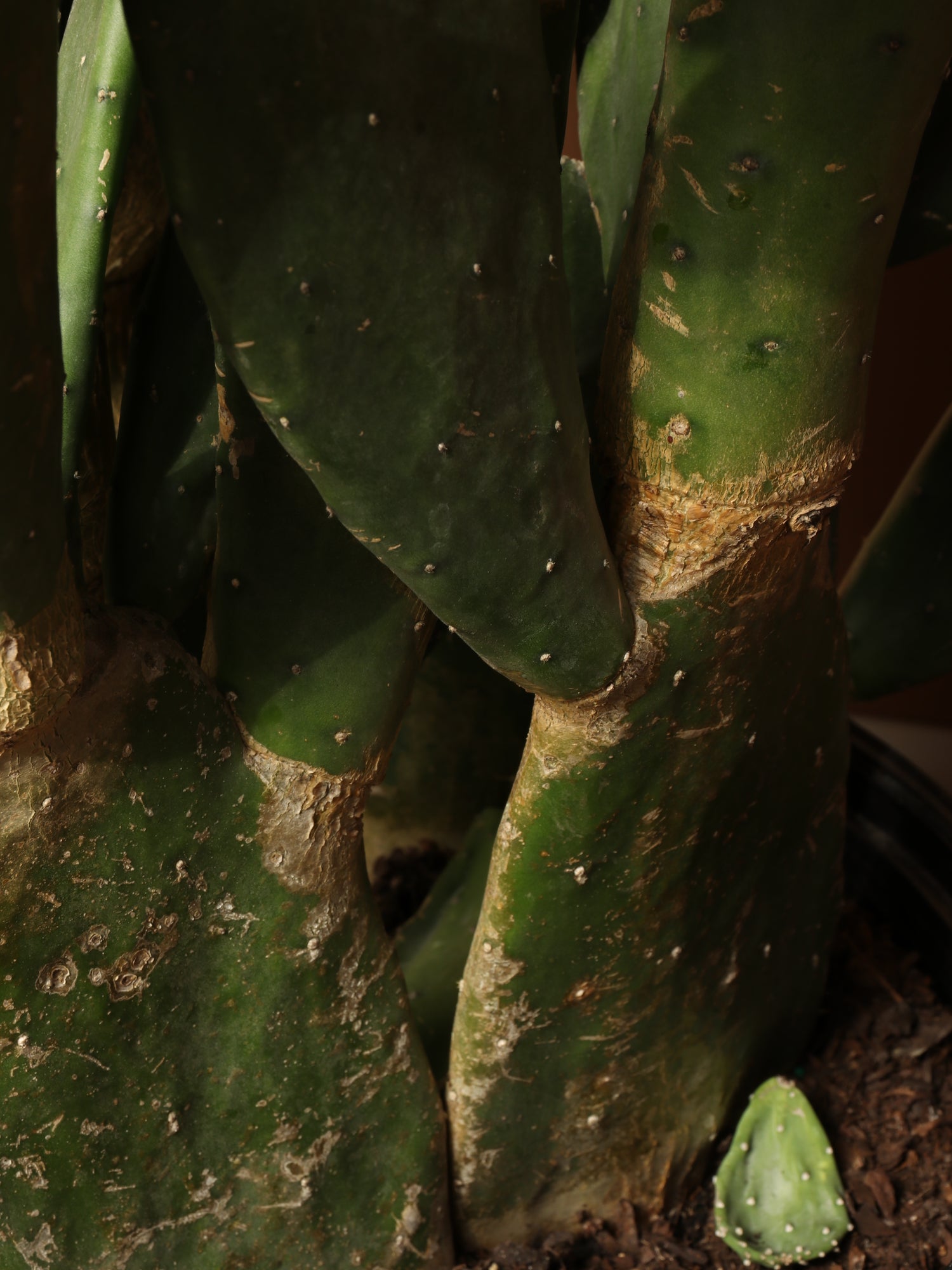 prickly pear cactus white spots 6-8ft Prickly Pear Cactus – Dahing Plants