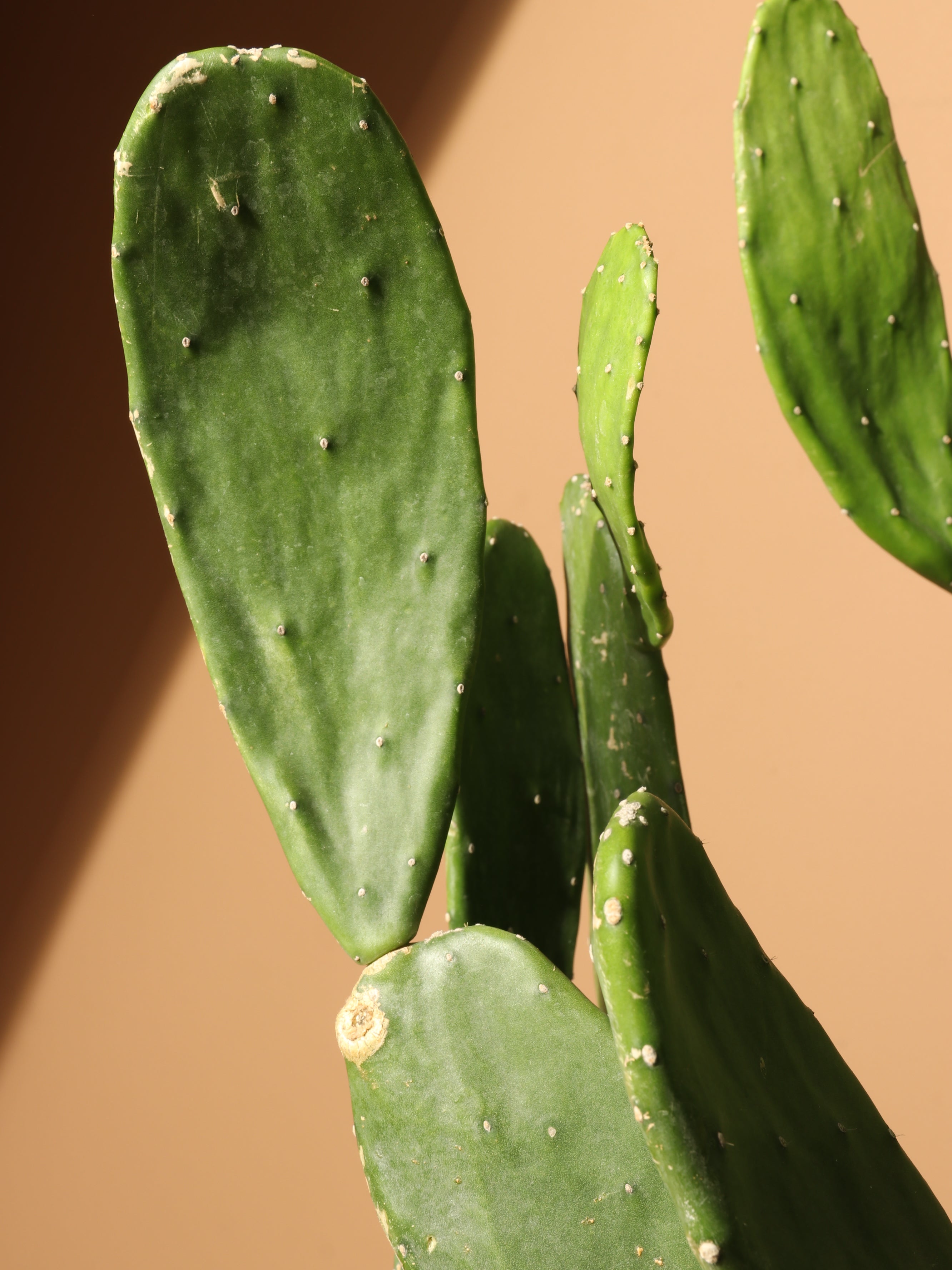 Full Size Prickly Pear Cactus