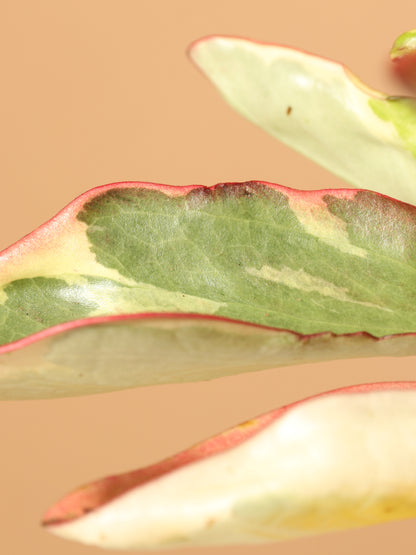 Medium Variegated Red Edge Peperomia