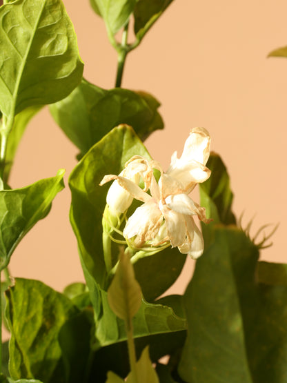Medium Jasmine &