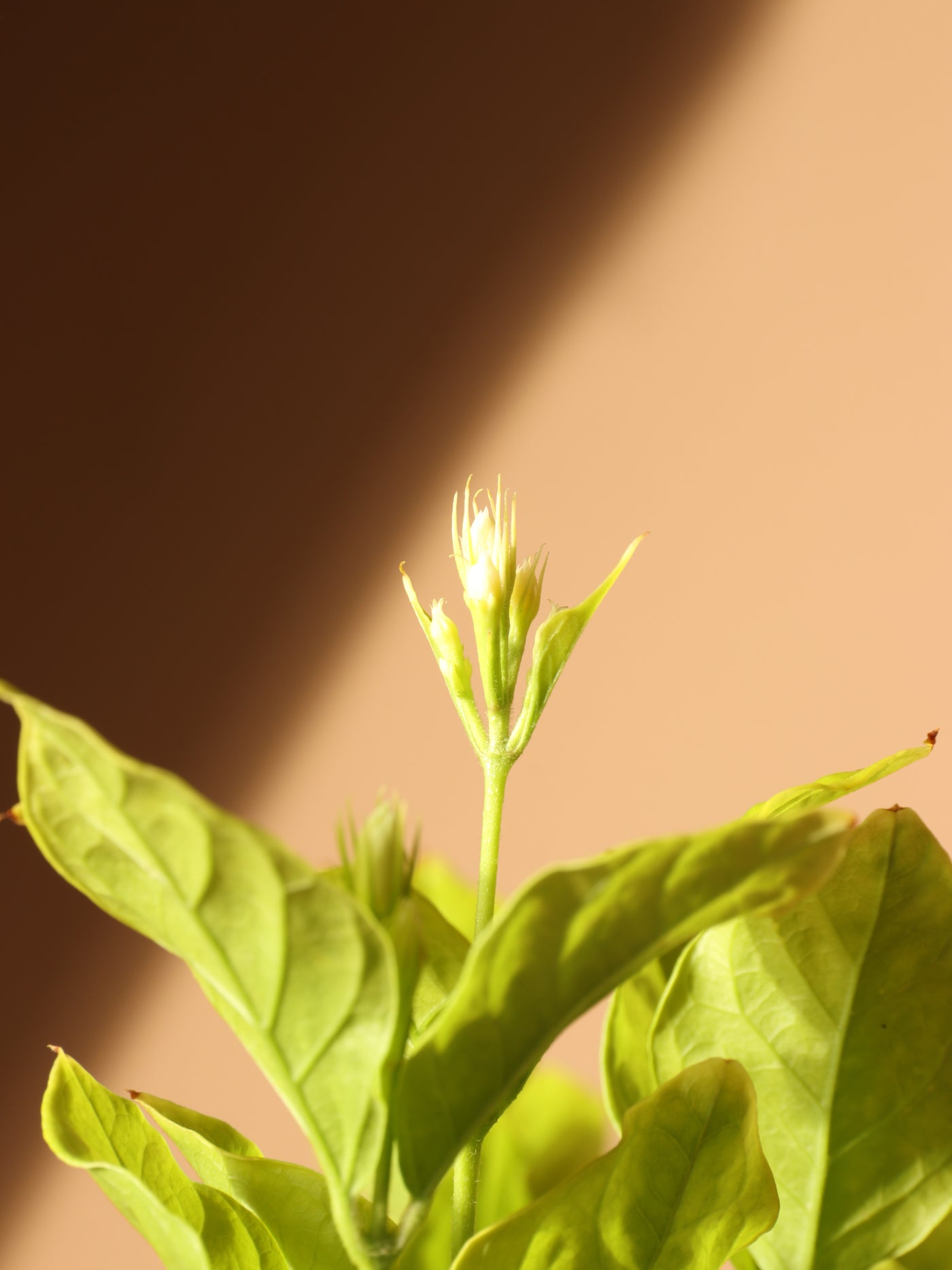 Medium Jasmine 'Belle of India' Plant