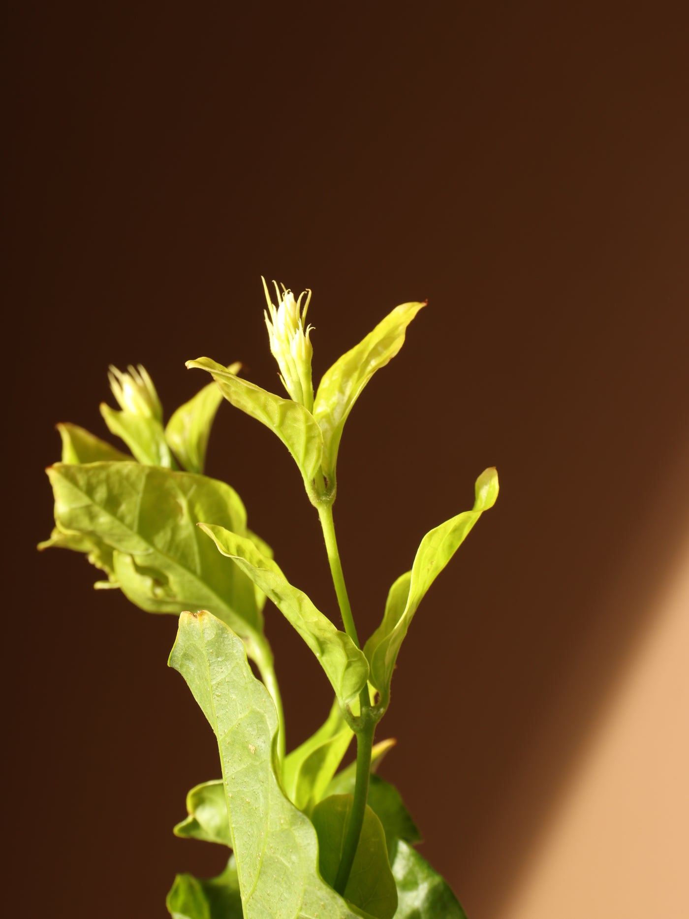 Medium Jasmine 'Belle of India' Plant