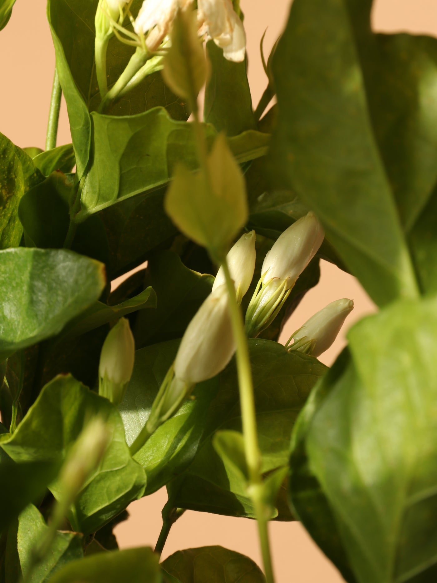 Medium Jasmine 'Belle of India' Plant