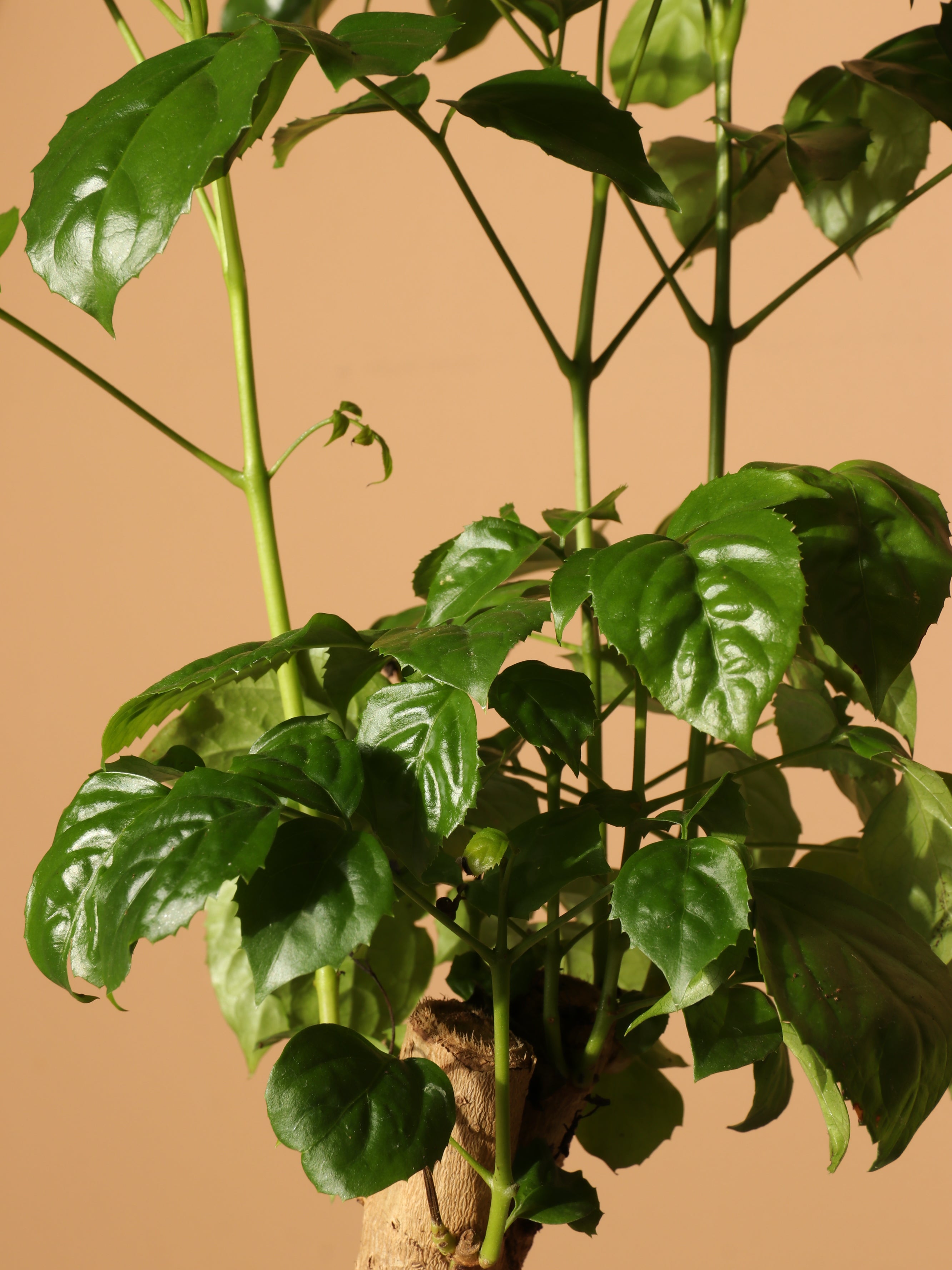 Dahing Plants Chinese Doll Plant - Thumbnail 3
