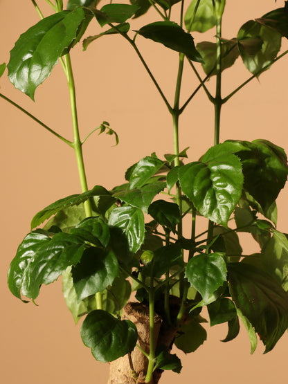 Medium Chinese Doll Plant
