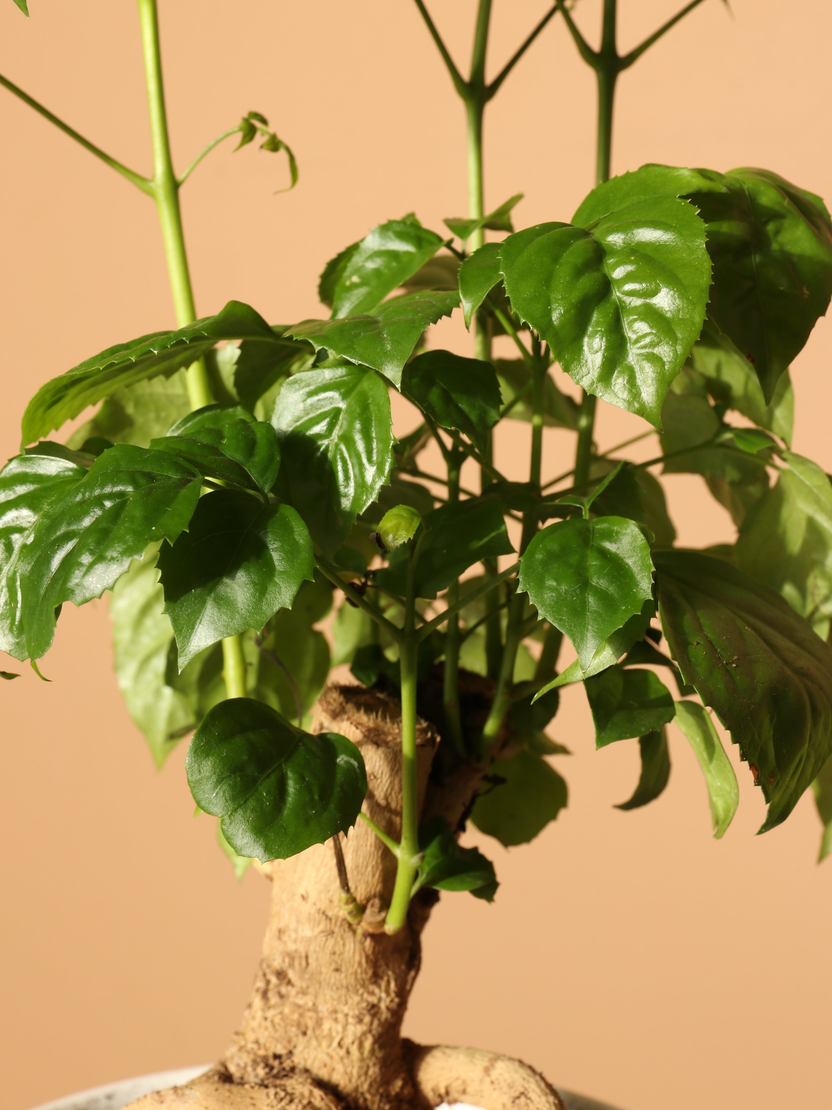 Dahing Plants Chinese Doll Plant - Thumbnail 2