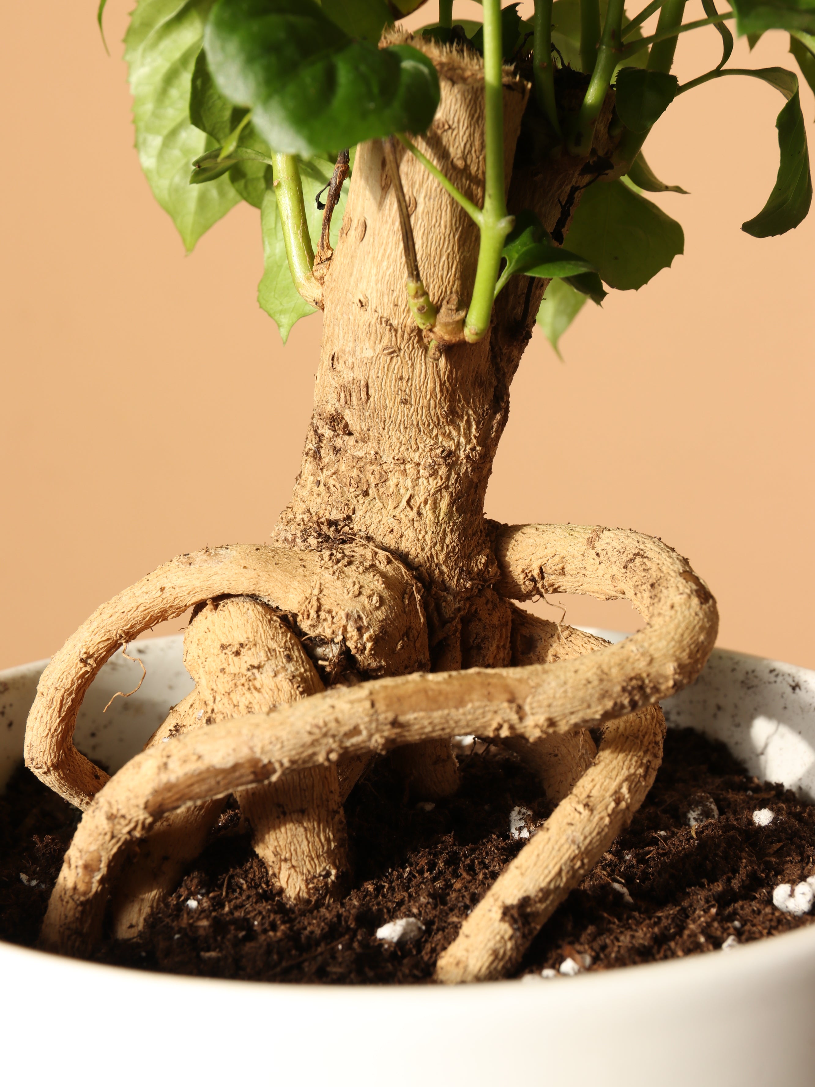 Dahing Plants Chinese Doll Plant - Thumbnail 4