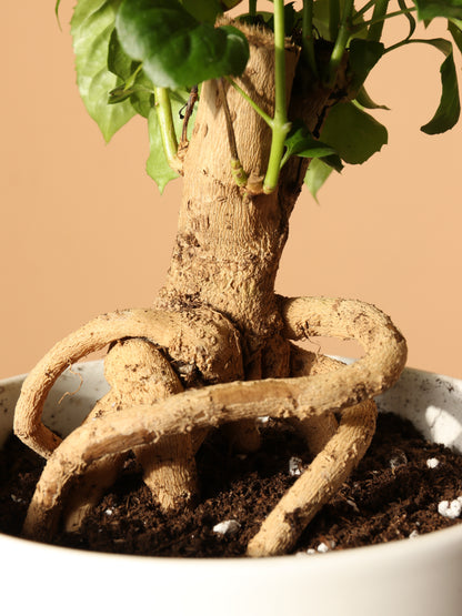 Medium Chinese Doll Plant