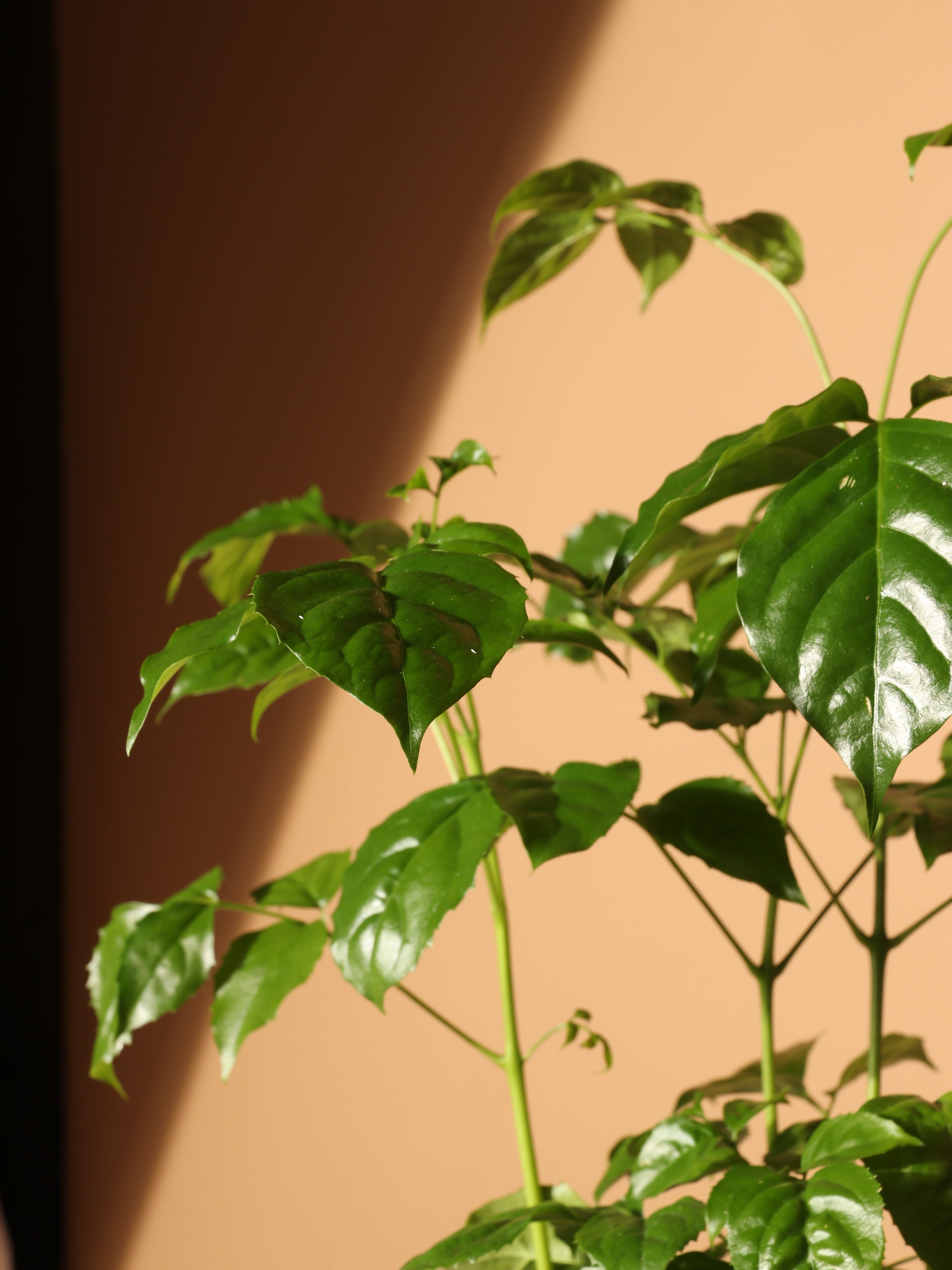 Medium Chinese Doll Plant