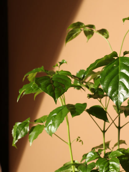 Medium Chinese Doll Plant