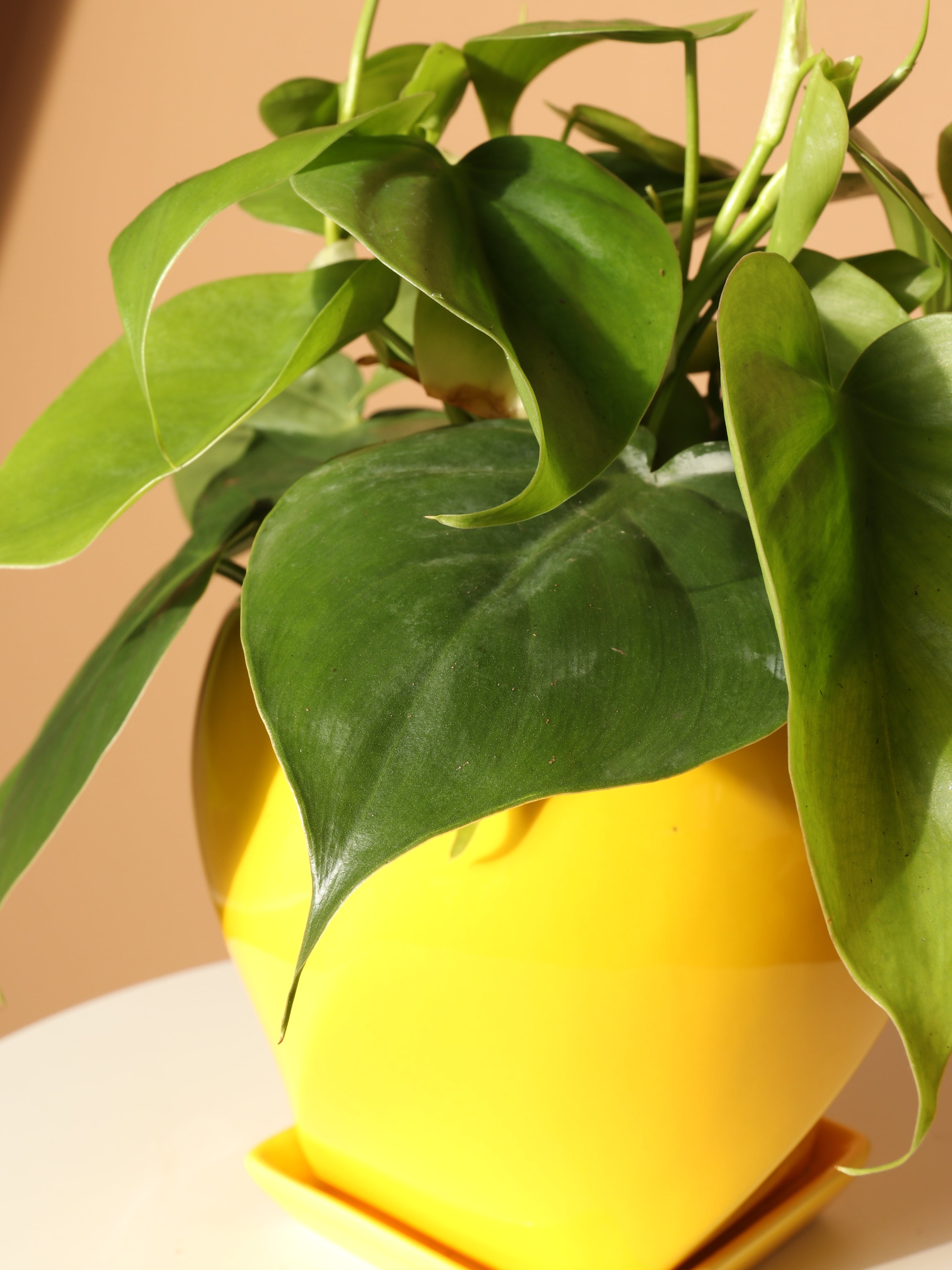 Medium Philodendron Hederaceum