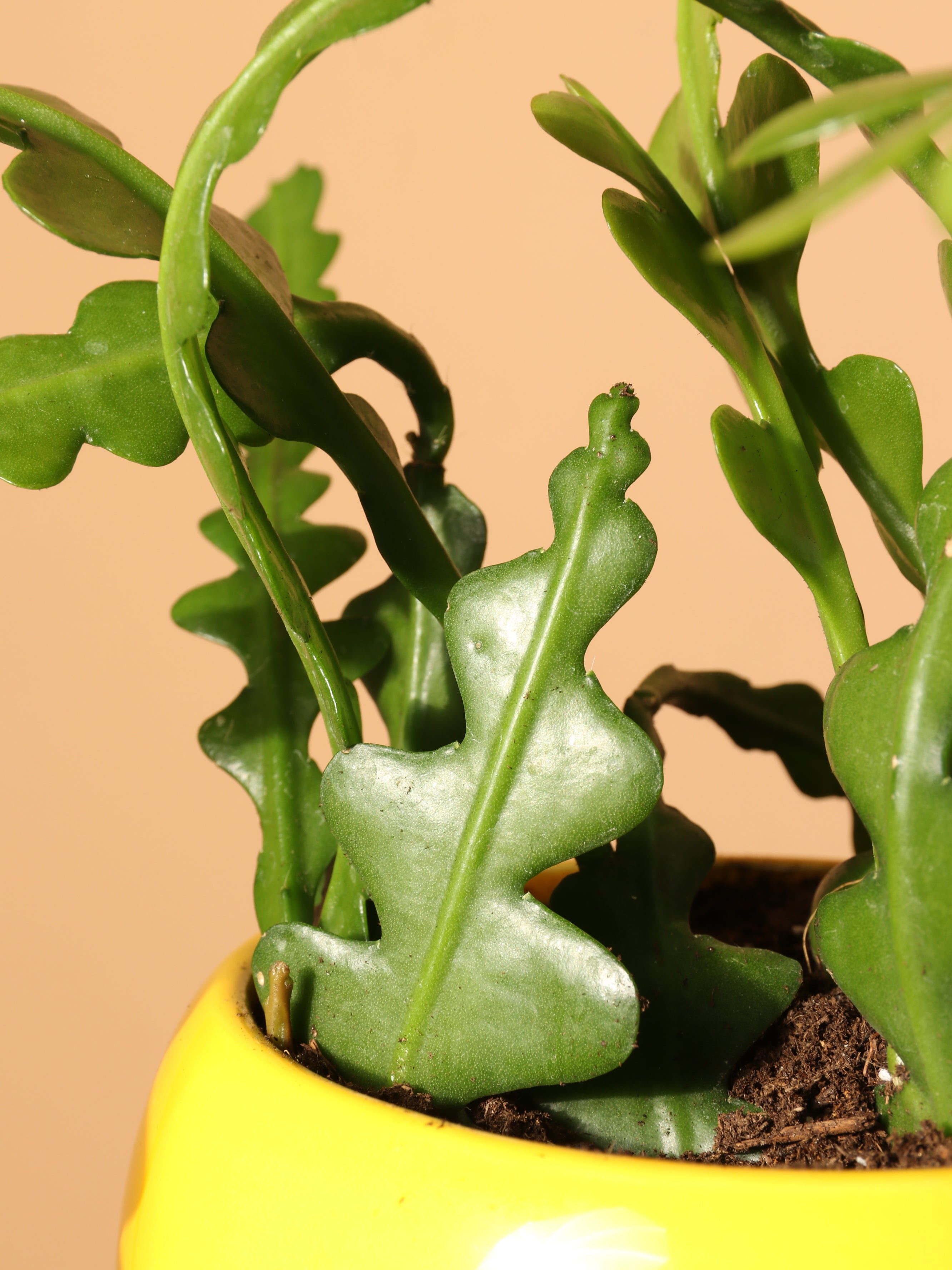 Small Fishbone Cactus