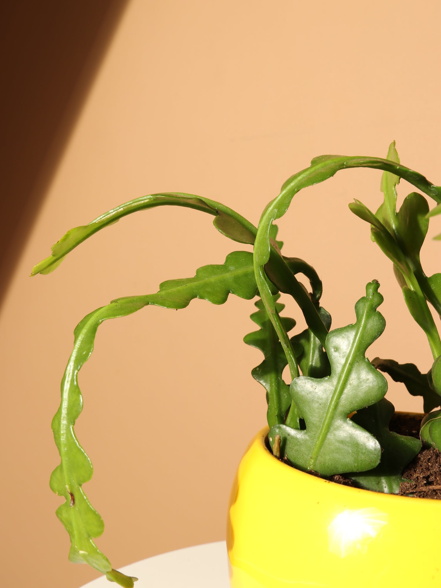 Small Fishbone Cactus