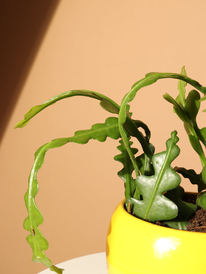 Small Fishbone Cactus