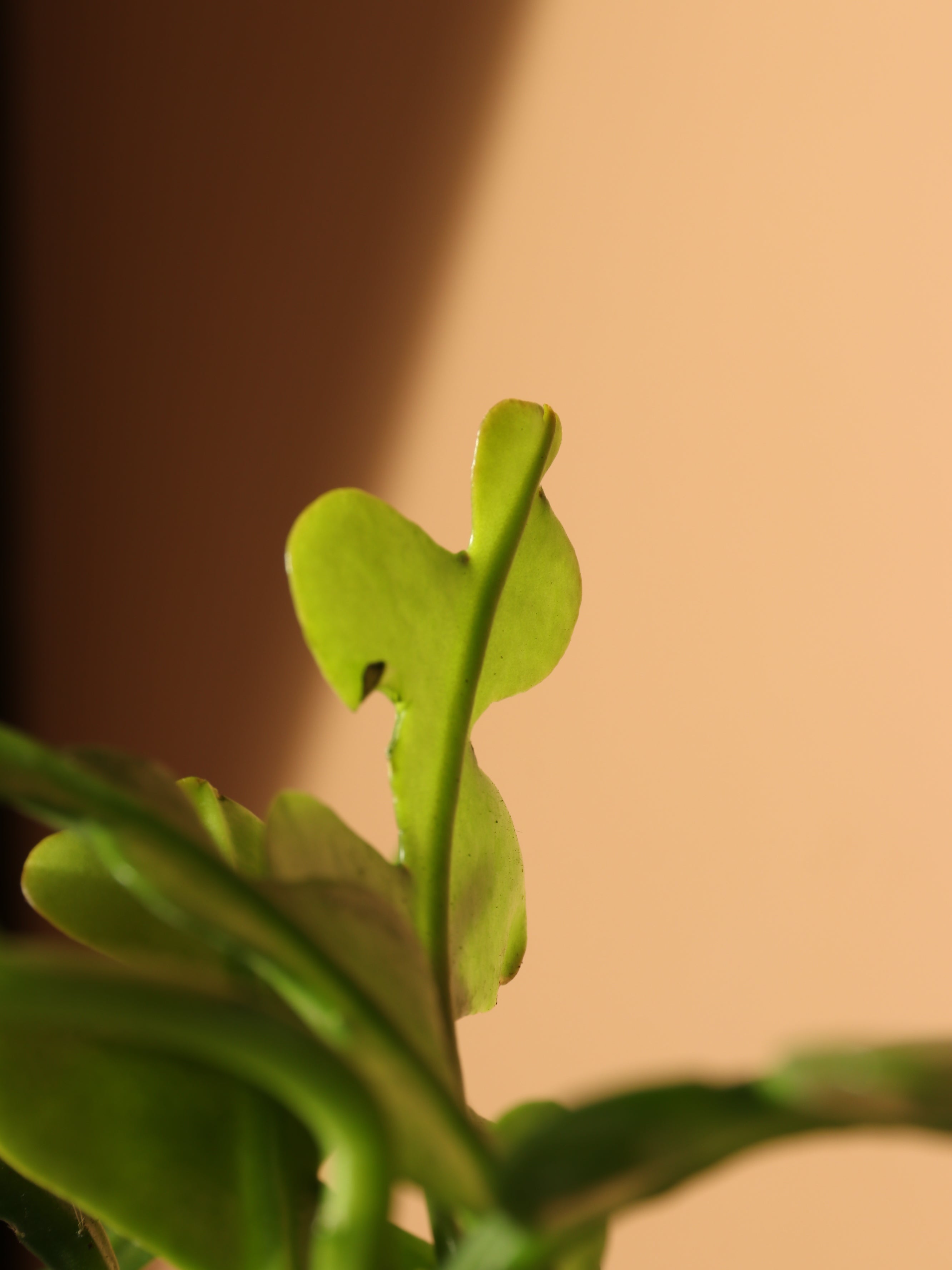 Small Fishbone Cactus