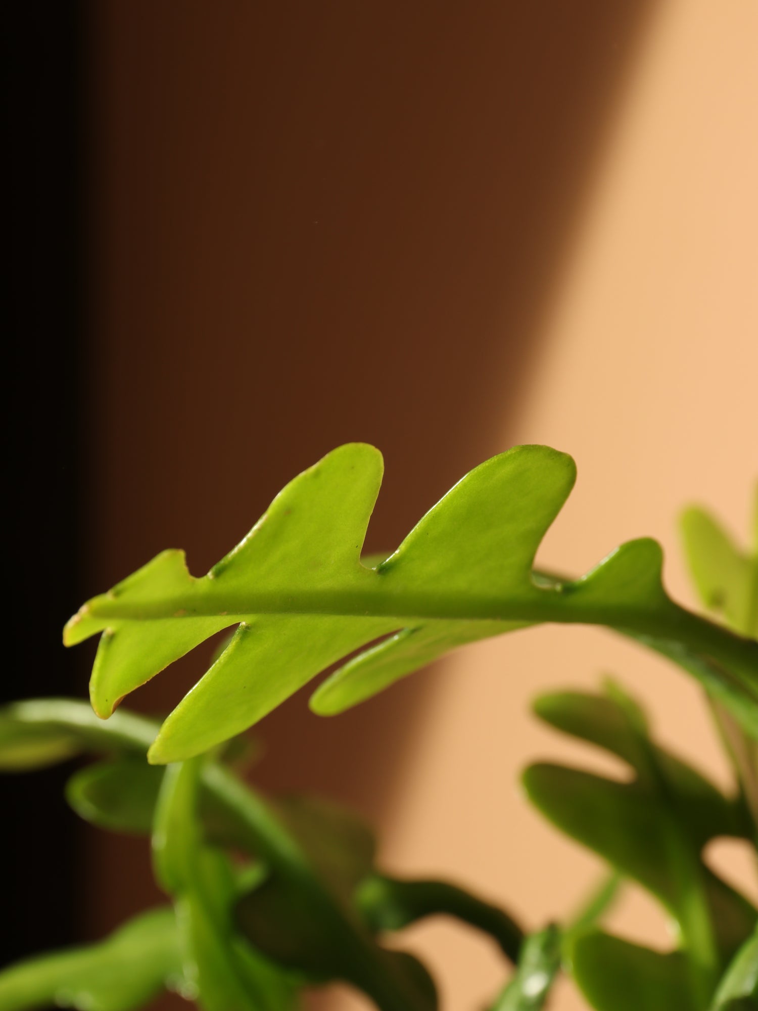 Small Fishbone Cactus