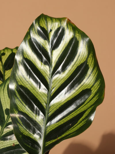 Medium Peacock Plant