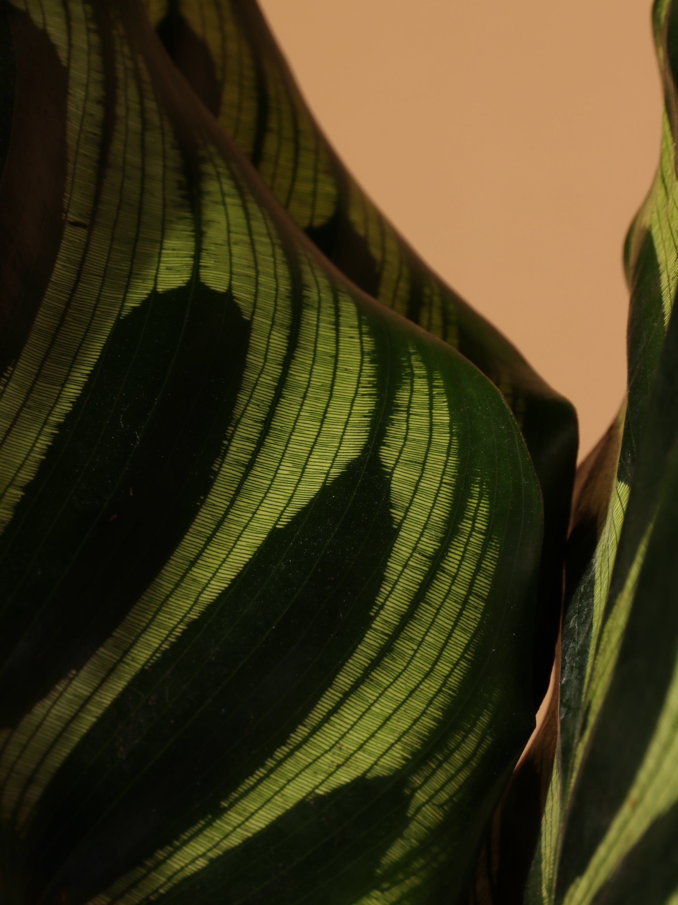 Medium Peacock Plant