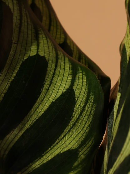 Medium Peacock Plant