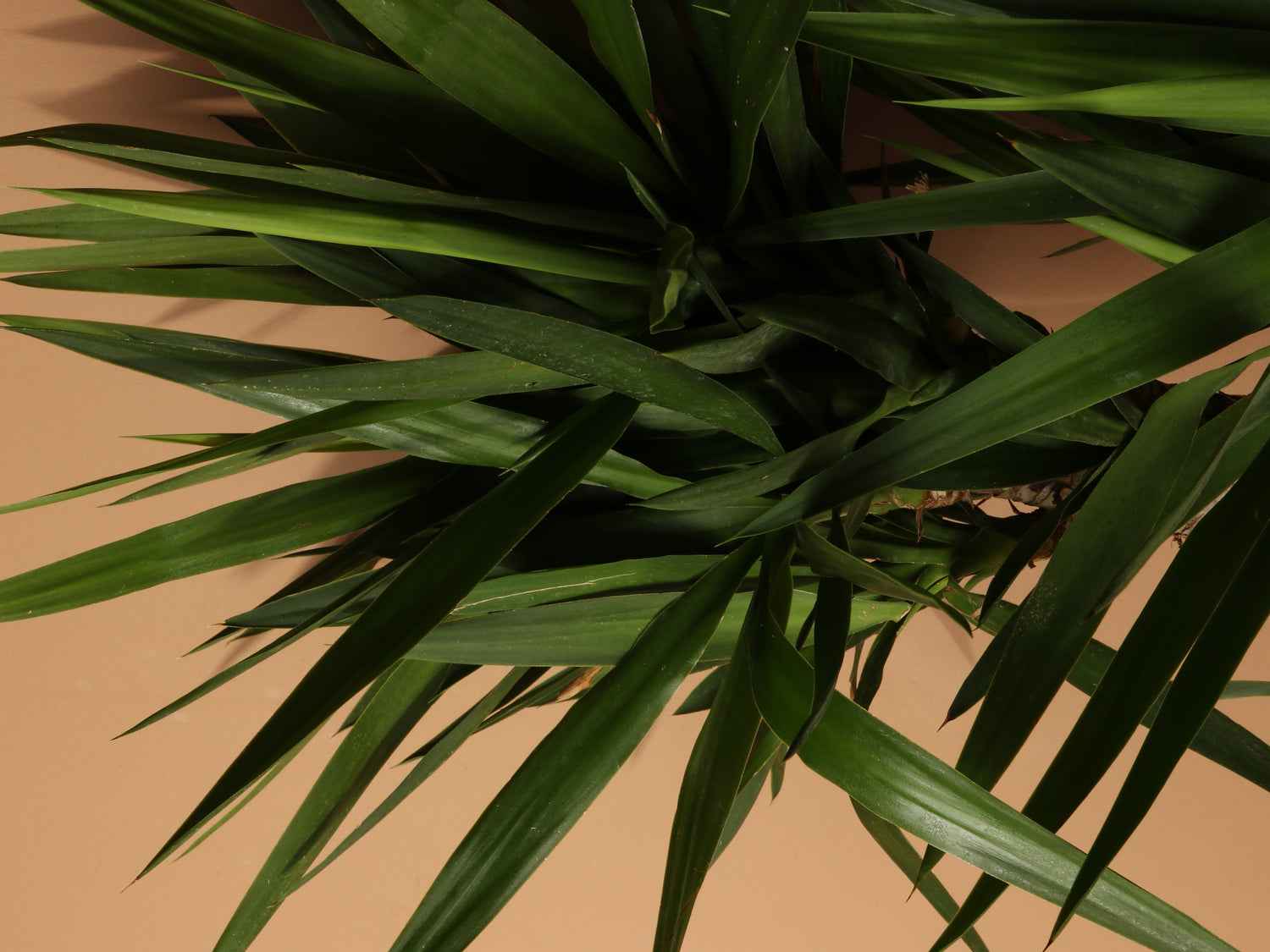 yucca cane plant yellow leaves 6-8ft Yucca Cane – Dahing Plants