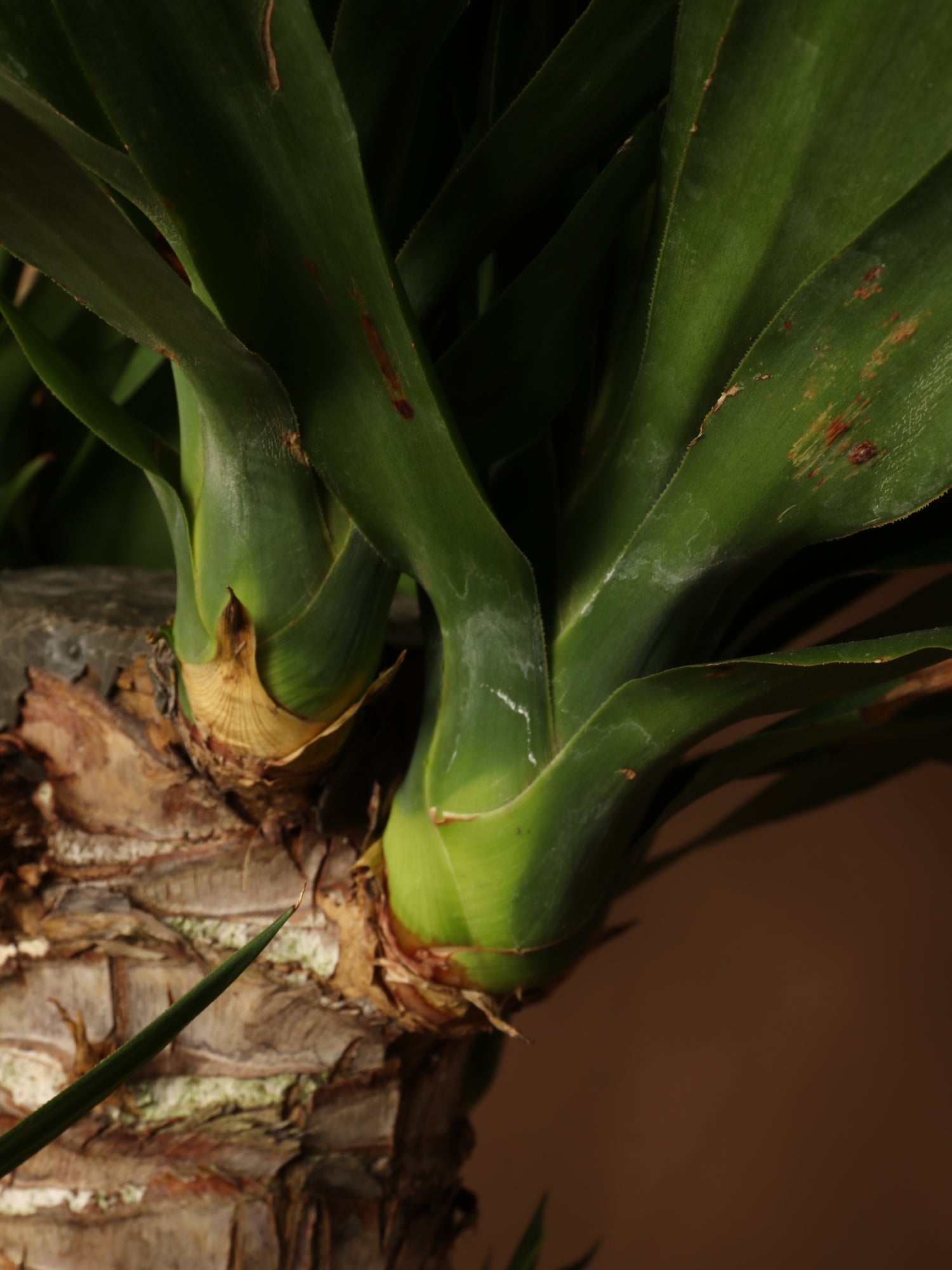 yucca cane size Full Size Yucca Cane