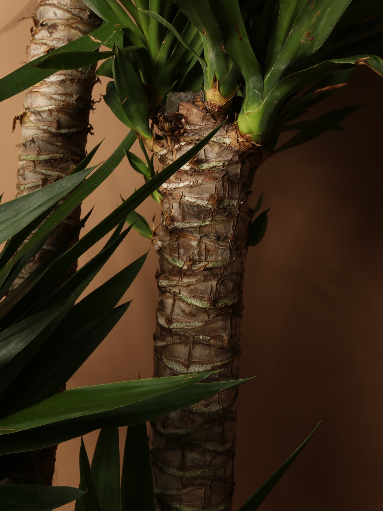 yucca cane light Full Size Yucca Cane