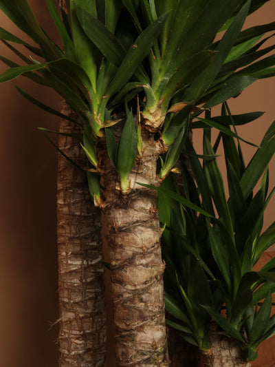 Full Size Yucca Cane