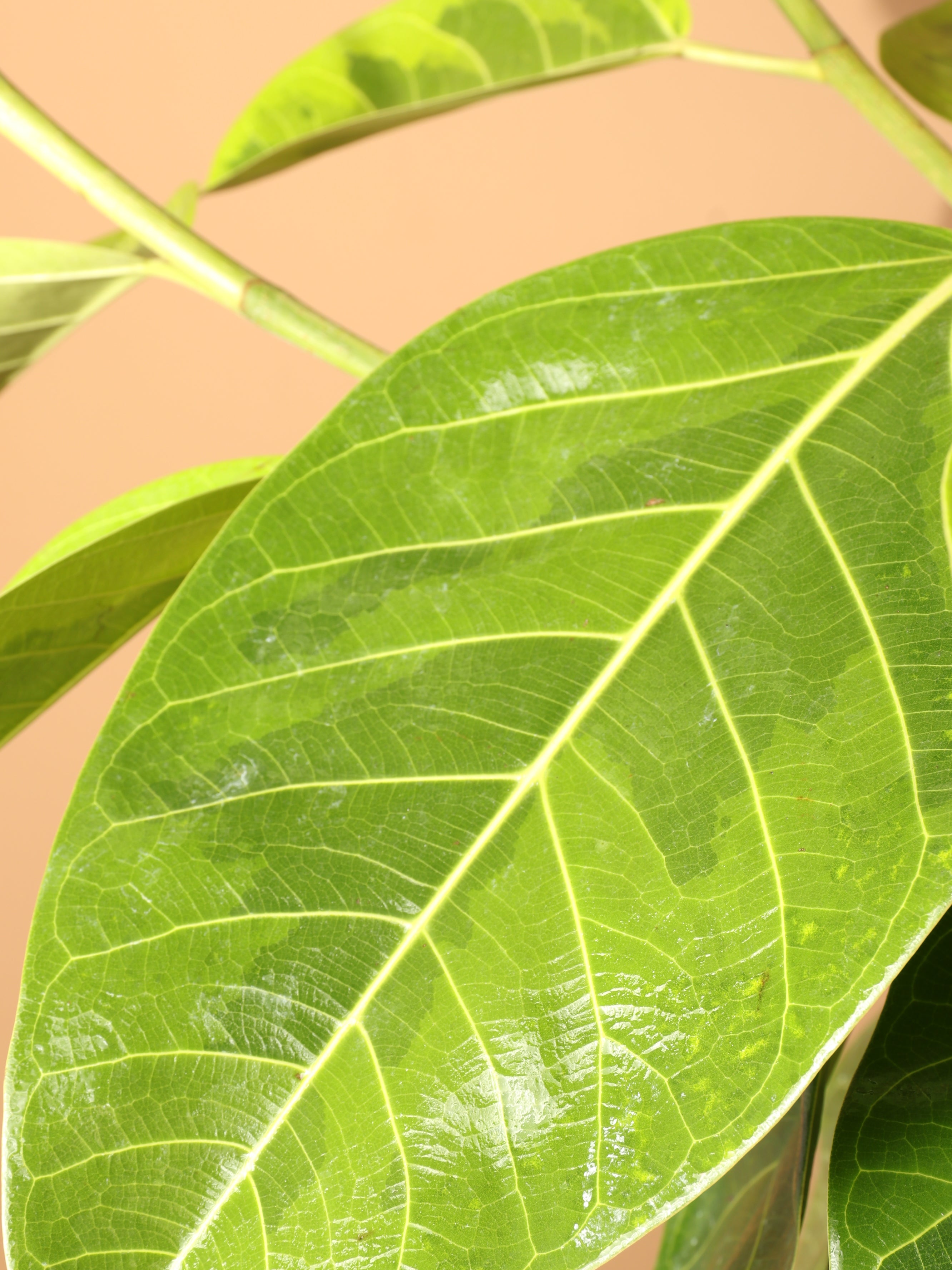 6-8ft Ficus Altissima Std – Dahing Plants