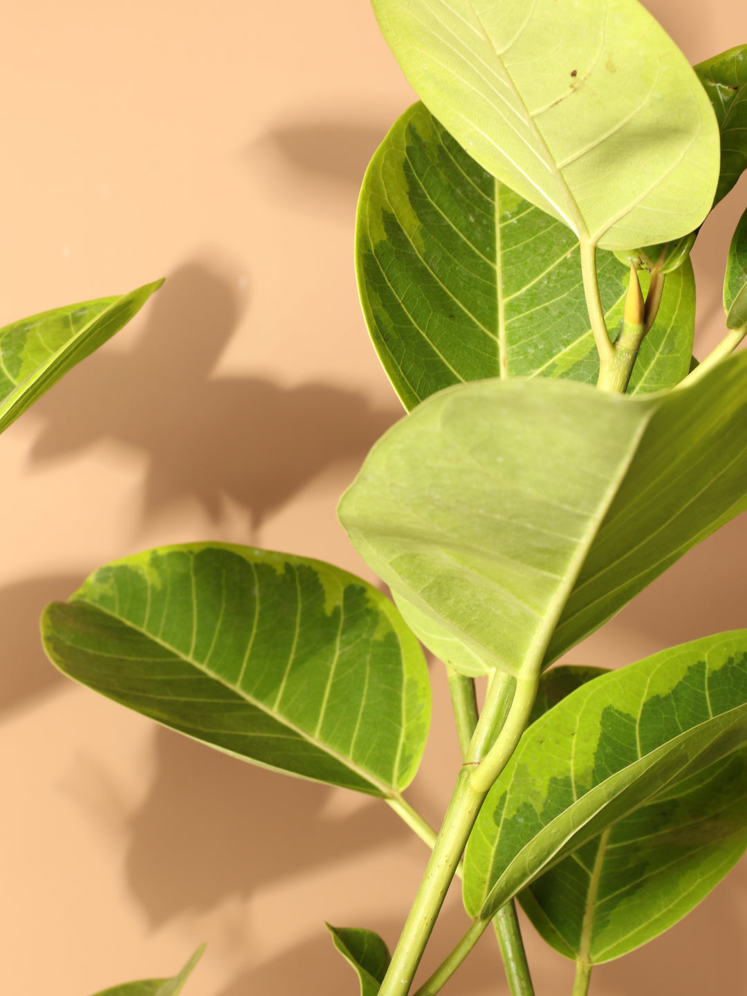 Ficus altissima | PlantVine