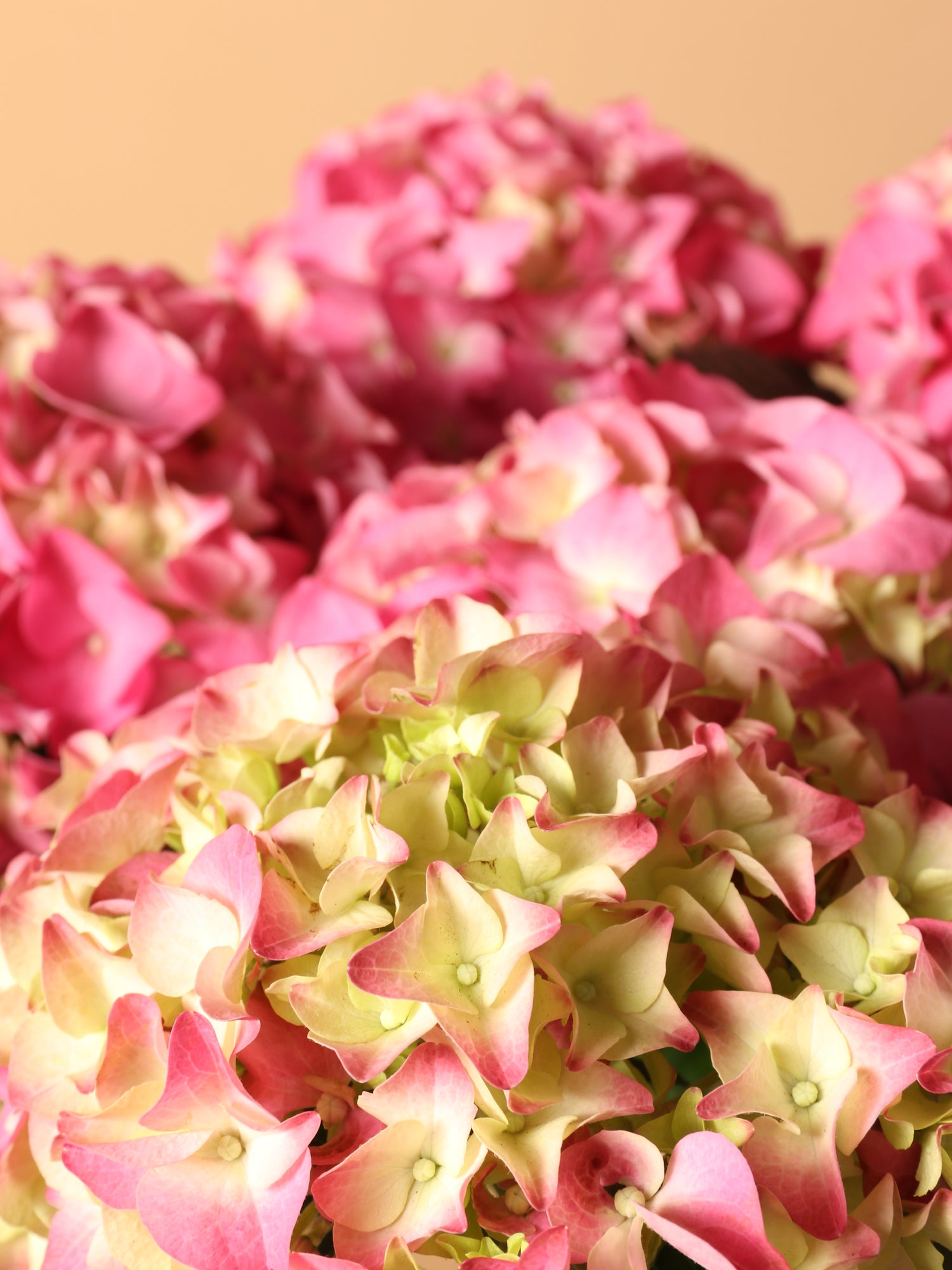 Medium Hydrangea Pink