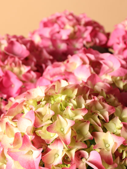 Medium Hydrangea Pink