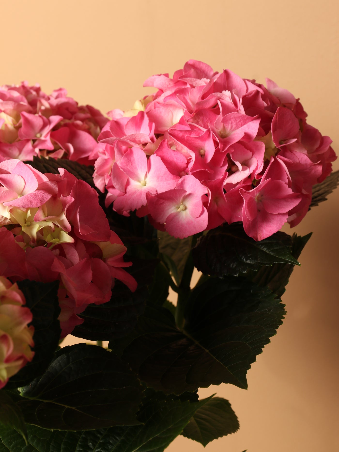 Medium Hydrangea Pink