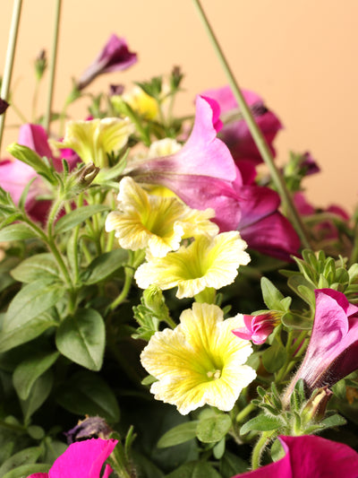 Hanging Spring Mix (Pink and Yellow)