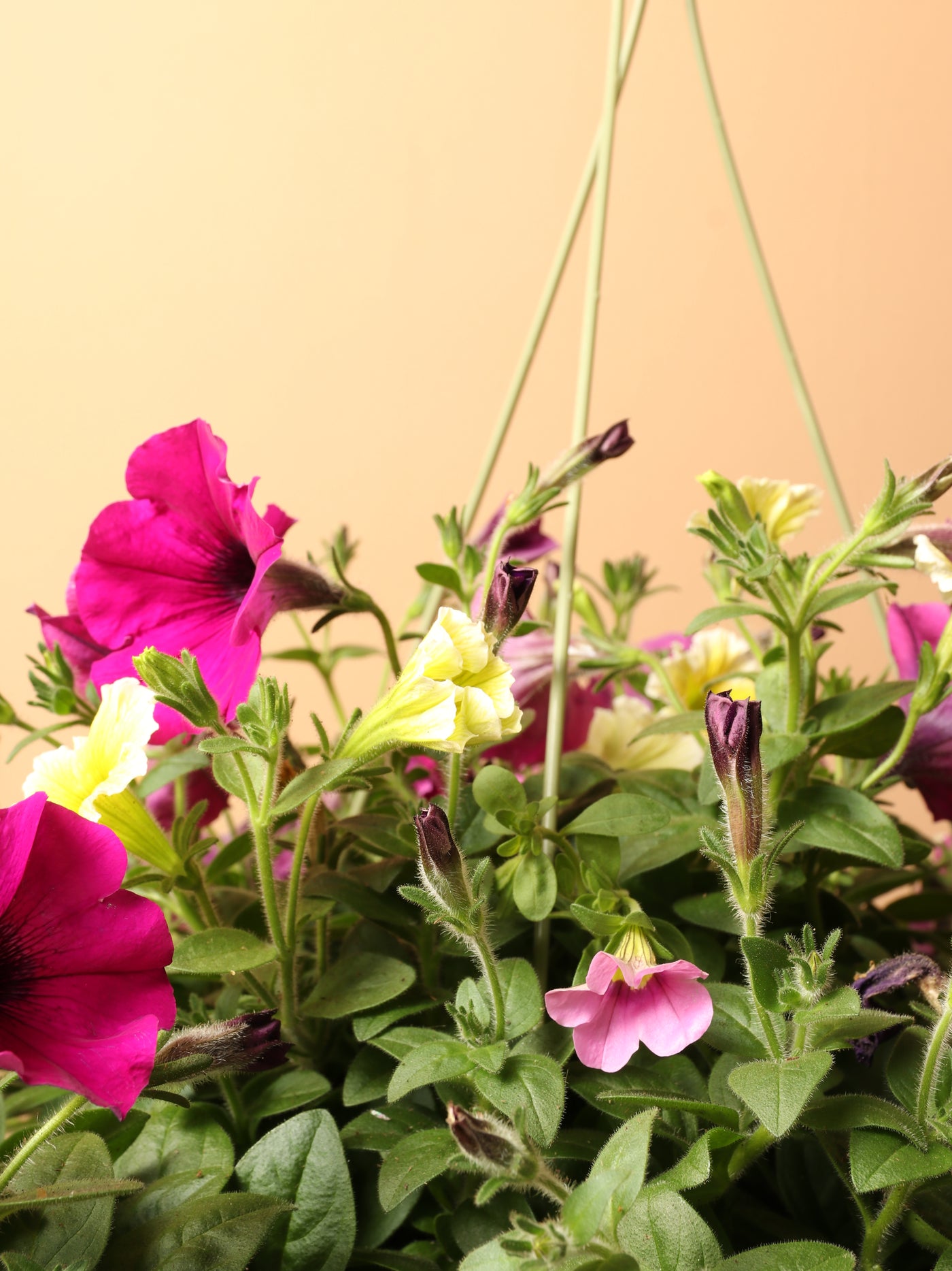 Hanging Spring Mix (Pink and Yellow)