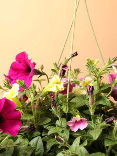 Hanging Spring Mix (Pink and Yellow)