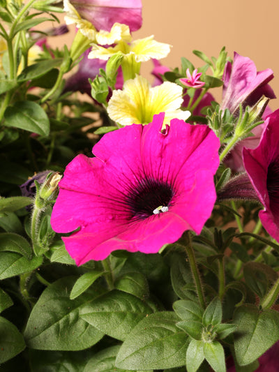 Hanging Spring Mix (Pink and Yellow)