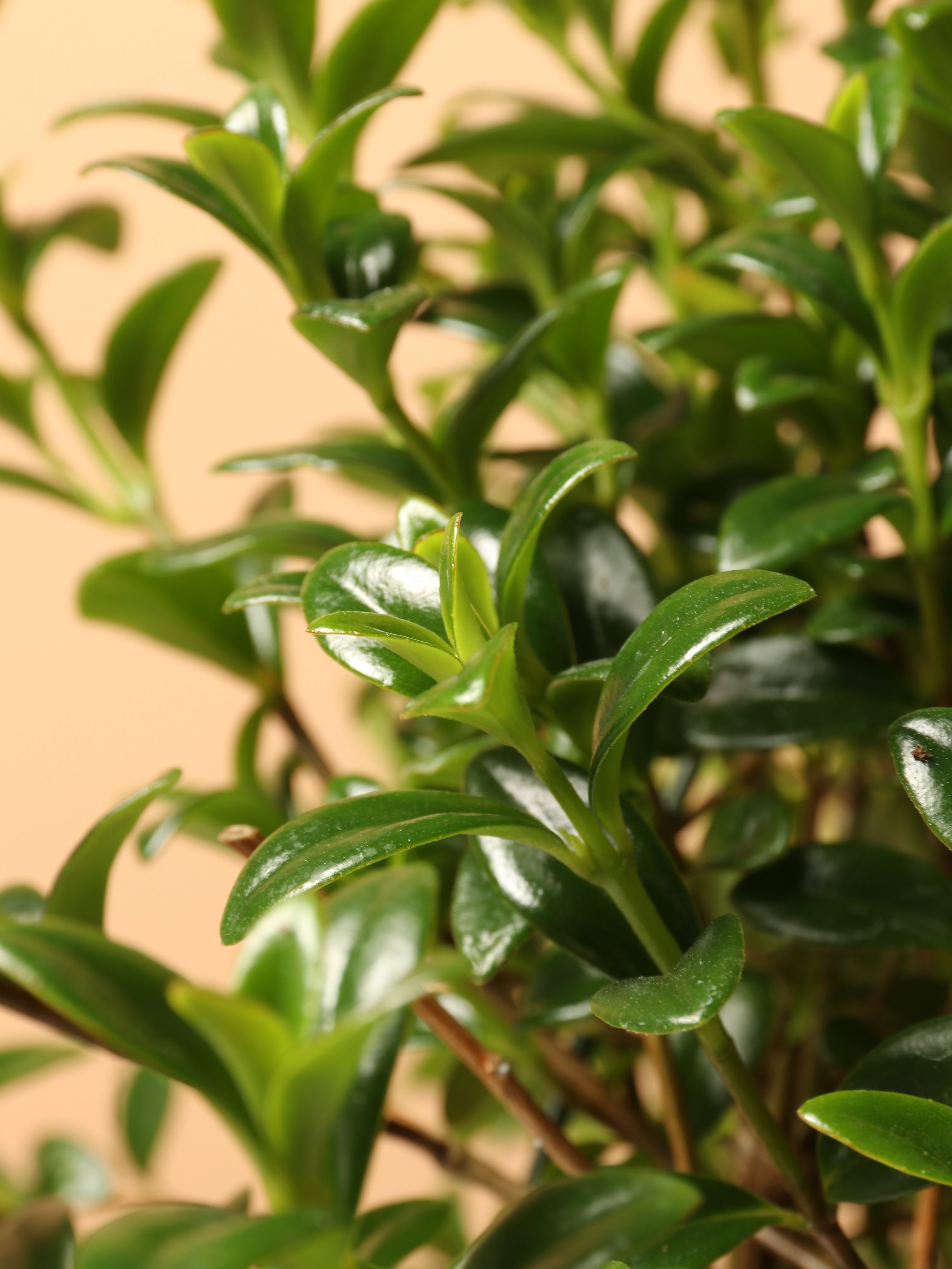 Hanging Goldfish Plant – Dahing Plants