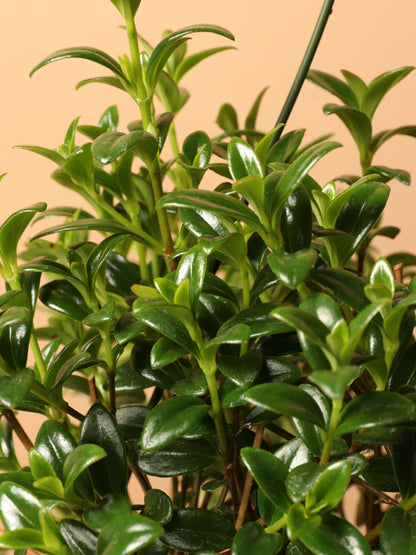 Hanging Goldfish Plant