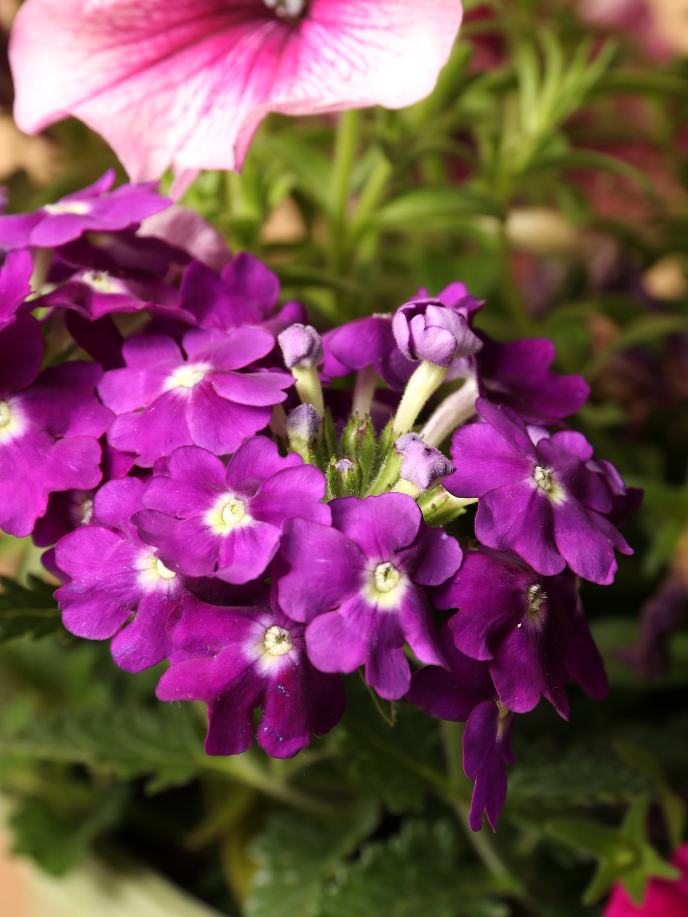 Hanging Spring Mix (Pink and Purple)