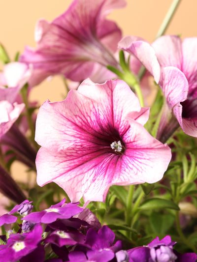 Hanging Spring Mix (Pink and Purple)