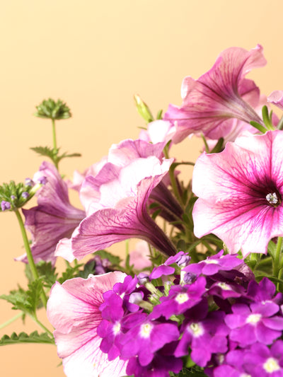 Hanging Spring Mix (Pink and Purple)