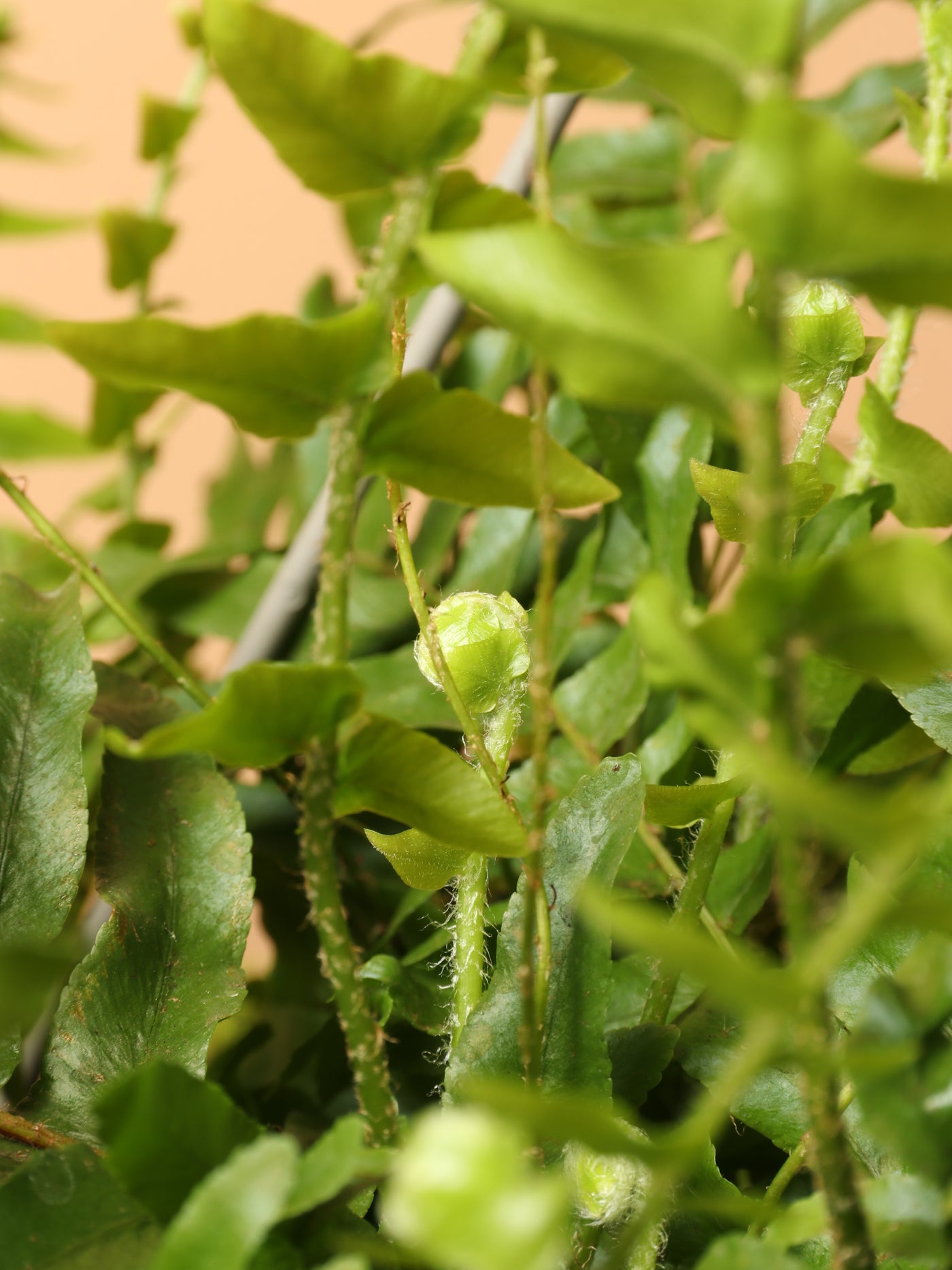 Hanging Boston Fern