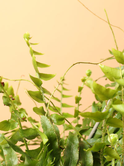 Hanging Boston Fern