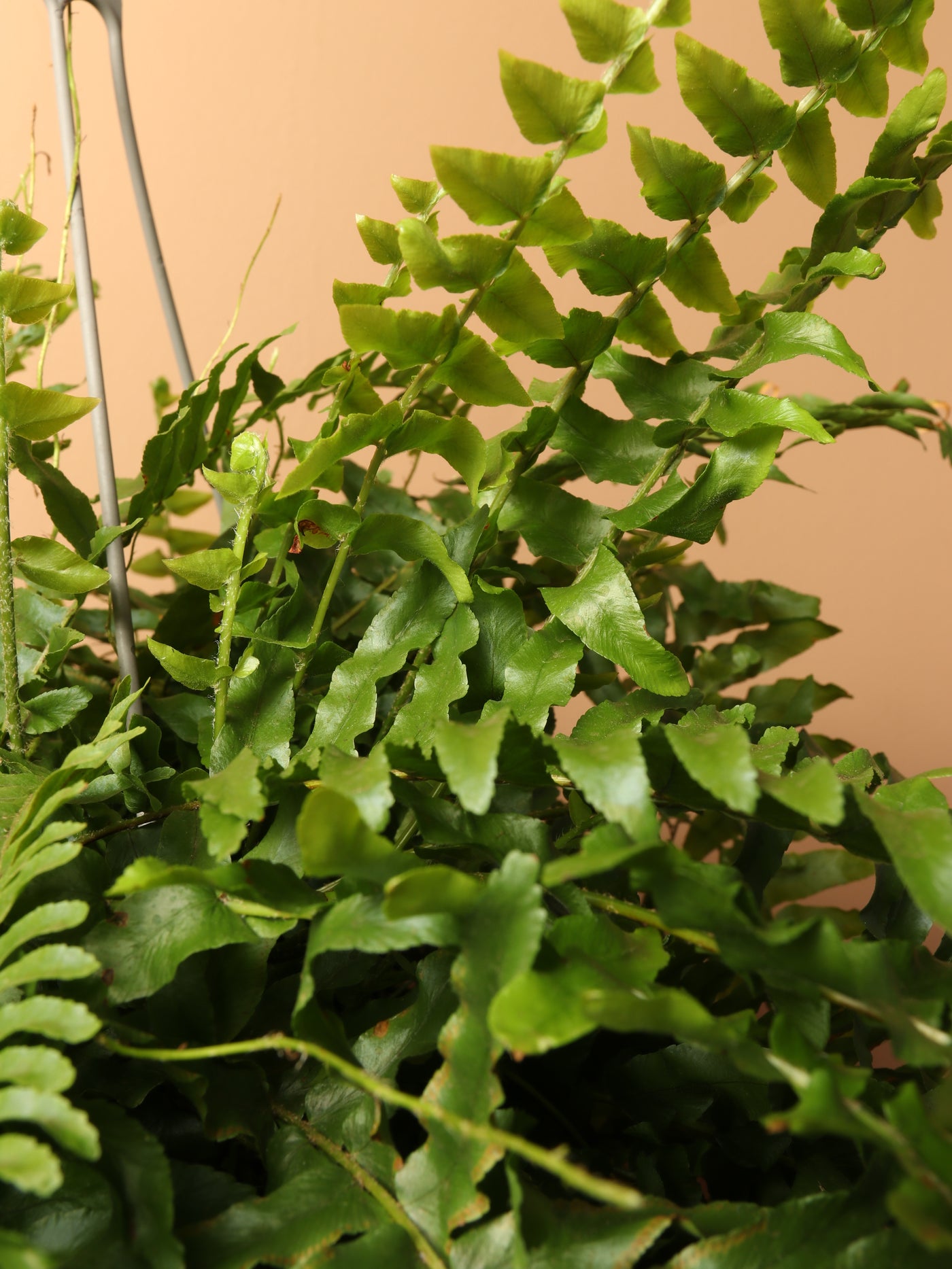Hanging Boston Fern