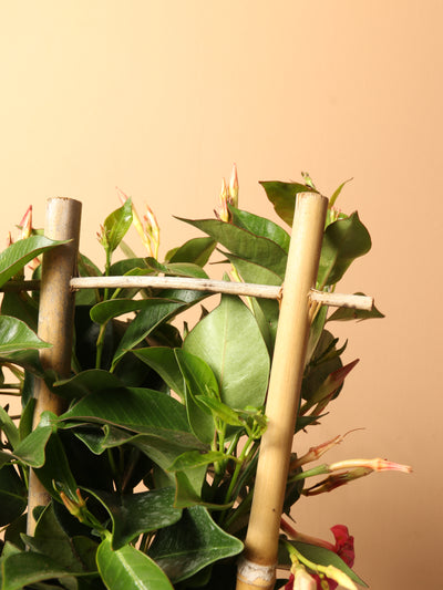 Medium Mandevilla