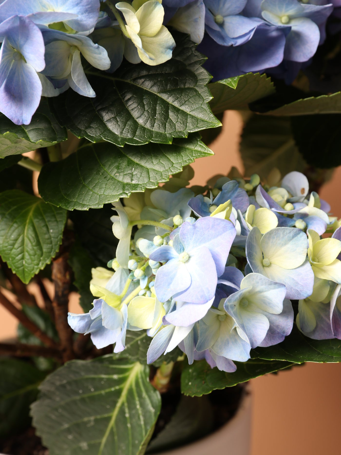 Medium Hydrangea Blue