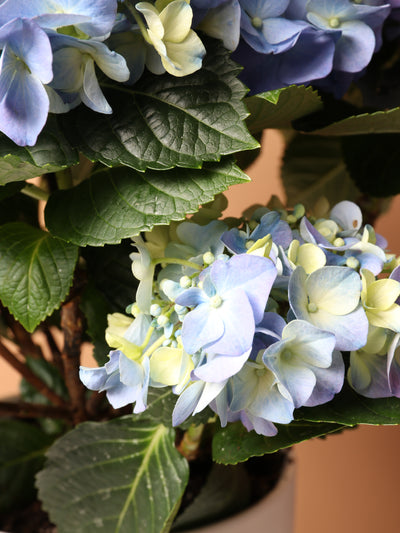 Medium Hydrangea Blue