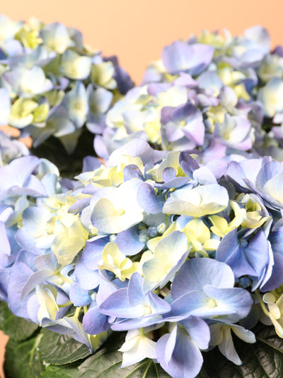 Medium Hydrangea Blue