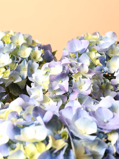 Medium Hydrangea Blue