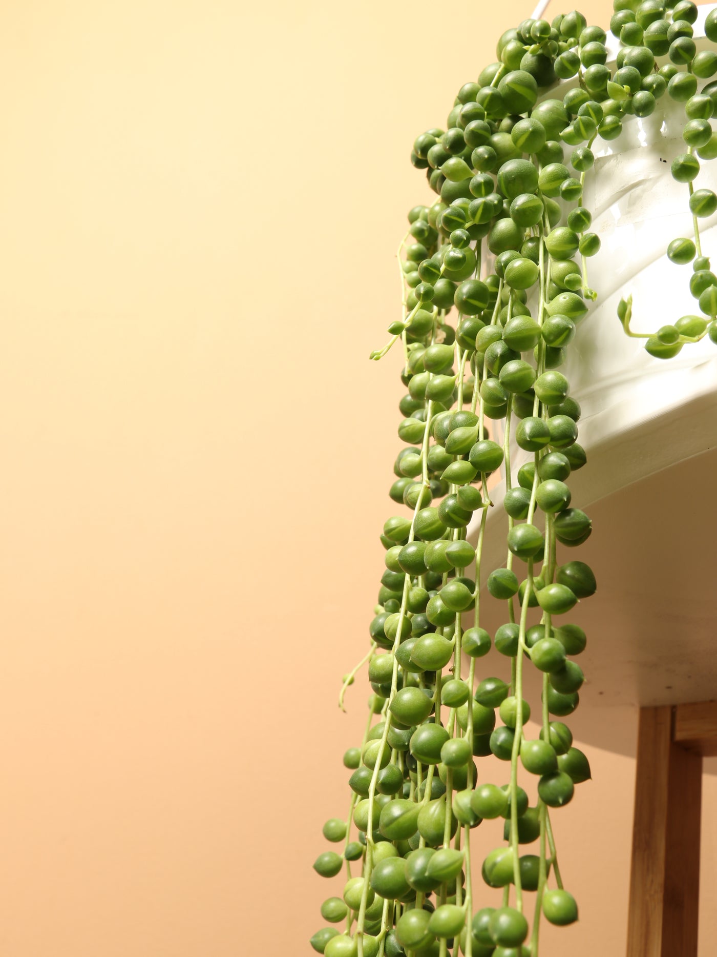 Hanging String of Pearls